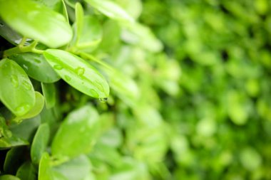 Su damlası olan yeşil bir yaprak, yağmurlu bir günde yaprak üzerindeki güzel bir yağmur damlası, doğada bir damla çiy. taze doğal arkaplan