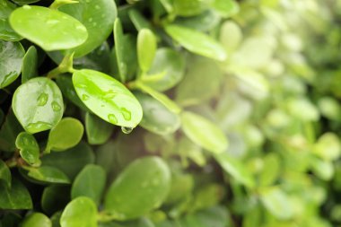 Su damlası olan yeşil bir yaprak, yağmurlu bir günde yaprak üzerindeki güzel bir yağmur damlası, doğada bir damla çiy. taze doğal arkaplan