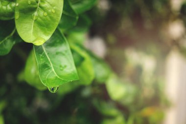 Su damlası olan yeşil bir yaprak, yağmurlu bir günde yaprak üzerindeki güzel bir yağmur damlası, doğada bir damla çiy. taze doğal arkaplan