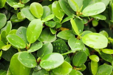 Su damlası olan yeşil bir yaprak, yağmurlu bir günde yaprak üzerindeki güzel bir yağmur damlası, doğada bir damla çiy. taze doğal arkaplan