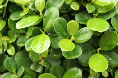 Su damlası olan yeşil bir yaprak, yağmurlu bir günde yaprak üzerindeki güzel bir yağmur damlası, doğada bir damla çiy. taze doğal arkaplan