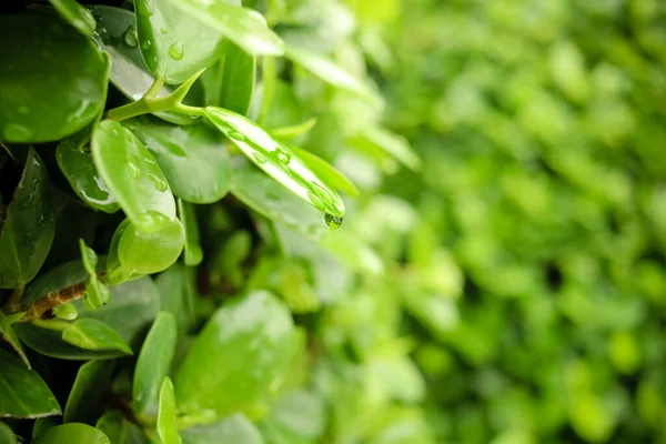 Groene Blad Met Waterdruppel Mooie Regendruppel Blad Regenachtige Dag Druppel — Stockfoto