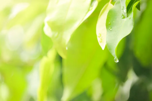 Groene Blad Met Waterdruppel Mooie Regendruppel Blad Regenachtige Dag Druppel — Stockfoto