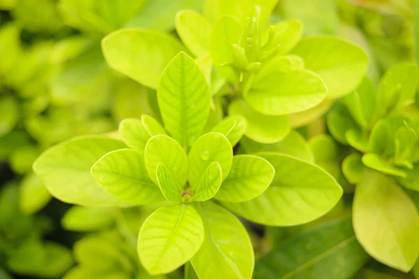 Geel Groen Verlof Met Waterdruppel Prachtig Blad Regenachtige Dag Ochtend — Stockfoto