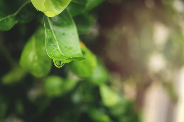 Groene Blad Met Waterdruppel Mooie Regendruppel Blad Regenachtige Dag Druppel — Stockfoto