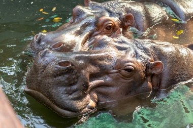 Suda iki su aygırı, hayvanat bahçesinde büyük su aygırı, ulusal vahşi yaşam hayvanı var. Su birikintisinde su aygırı.
