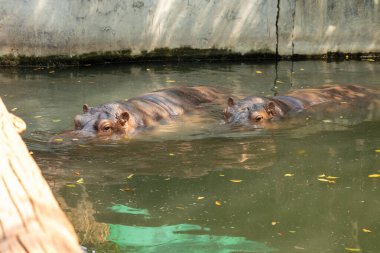 Suda iki su aygırı, hayvanat bahçesinde büyük su aygırı, ulusal vahşi yaşam hayvanı var. Su birikintisinde su aygırı