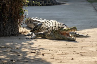 Ağzı açık uyuyan bir timsah hayvanat bahçesinde güneşleniyor. Tropikal çevre hayvanat bahçesinde timsah hayvan, vahşi yaşam hayvanı