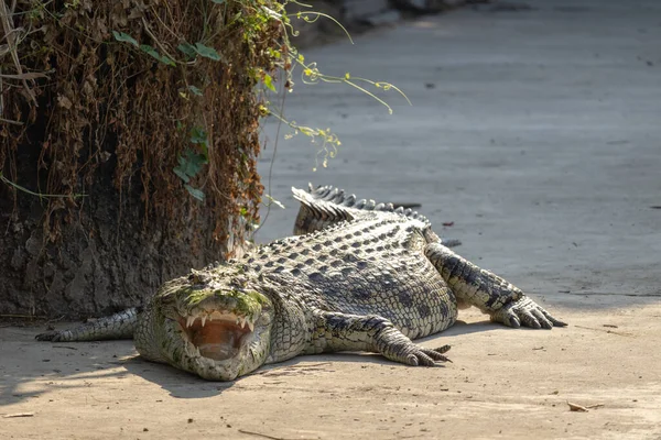 Ağzı açık uyuyan bir timsah hayvanat bahçesinde güneşleniyor. Tropikal çevre hayvanat bahçesinde timsah hayvan, vahşi yaşam hayvanı