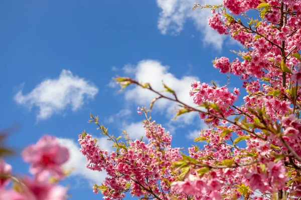 Doğada çiçek açan güzel pembe kiraz dalları. Japon Sakura çiçekleri bulutlu mavi gökyüzü, romantik bahar mevsimi görüntüsü. Sakura, Doi Ang Khang, Chiang Mai Tayland 'da çiçek açıyor..