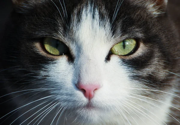 Närbild Porträtt Grå Och Vit Katt Med Gröna Ögon — Stockfoto