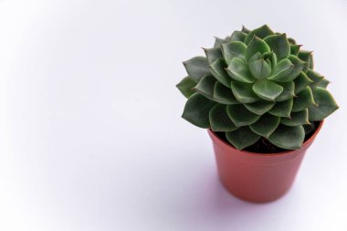 Kahverengi saksıda yeşil echeveria kaktüsü beyaz arka planda fotokopi alanı yatay fotoğrafıyla