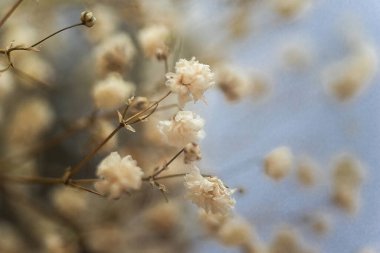 Kurumuş bej çiçekleri, kurumuş çiçeklerin arka planında bulanıklaşır.