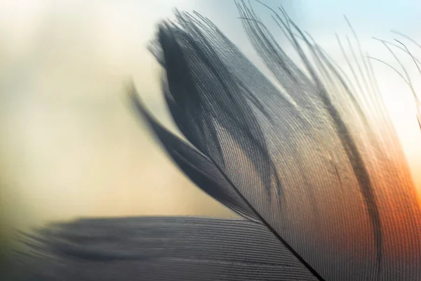 Beyaz Kuş Tüyü Arka Planda Gün Batımı Işığı Yakın Plan — Stok fotoğraf