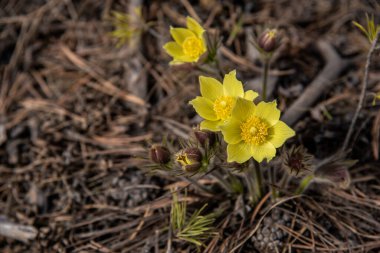 Three yellow Pulsatlla flowers on the right with many buds against a background of gray forest grass