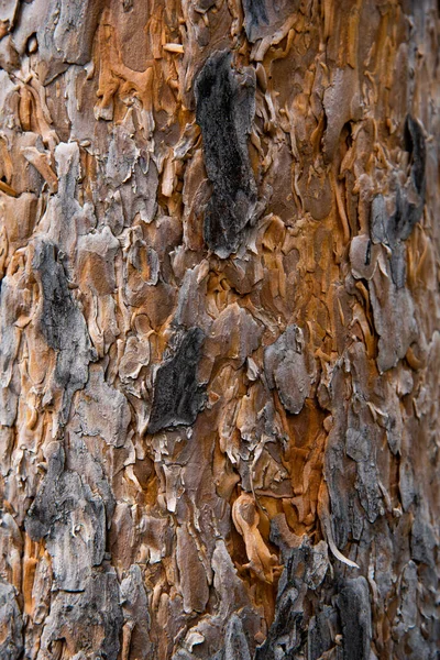 オレンジ色の松の幹のクローズアップ垂直写真 — ストック写真