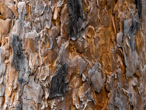 Orange Brun Furu Trunk Nära Håll — Stockfoto