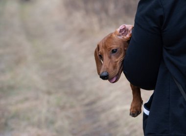 Açık kahverengi bir dachshund ve siyah elbiseli, kişiliksiz birinin kollarında sarılı bir kulak.