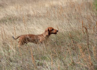 Açık kahverengi dachshund kuru açık çimenlerde yürür