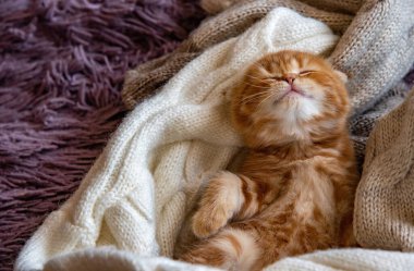 Kırmızı kedi yavrusu İskoç katlaması tatlı tatlı uyuyor örgü bej bir kazak üzerinde sağdaki mor bir battaniyede