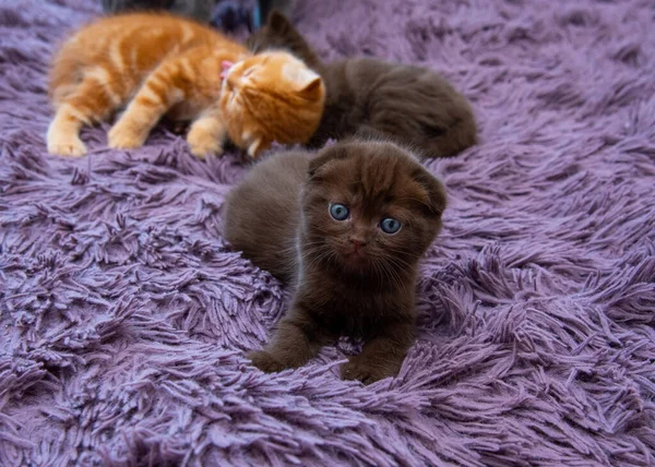 Μαύρο Και Κόκκινο Scottish Fold Γατάκια Βρίσκονται Ένα Μωβ Κάλυμμα — Φωτογραφία Αρχείου