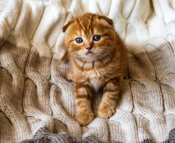 Κόκκινο Γατάκι Του Scottish Fold Γάτα Κάθεται Στην Προσοχή Ένα — Φωτογραφία Αρχείου