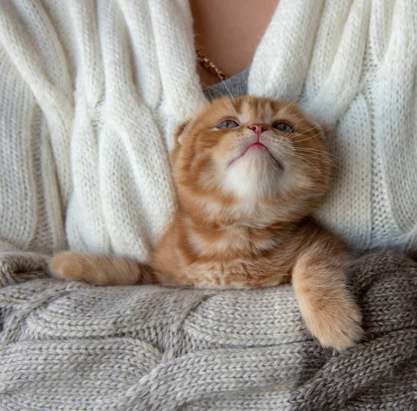 Vermelho Escocês Dobra Gatinho Olha Para Cima Nos Braços Uma — Fotografia de Stock