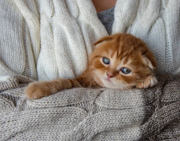 Red Scottish Fold Kitten Arms Impersonal Woman Beige Knitted Sweater — Stock Photo, Image