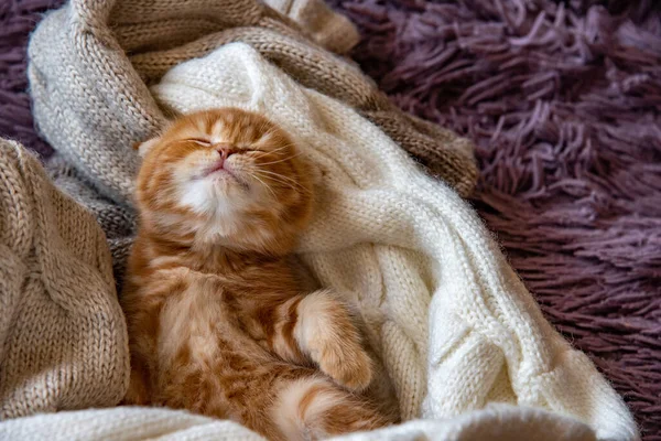 Kucing Merah Skotlandia Lipat Manis Tidur Sweter Rajutan Beige Atas — Stok Foto