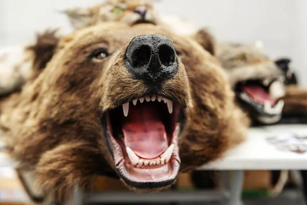 Stuffed bear head with open mouth. Taxidermy of wild animals killed by a hunter. Close-up