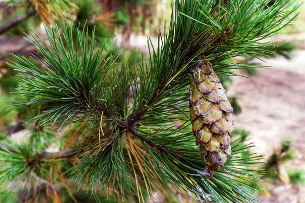 Branch Spruce Bump Coniferous Tree Close Spring Time Close — Stock Photo, Image