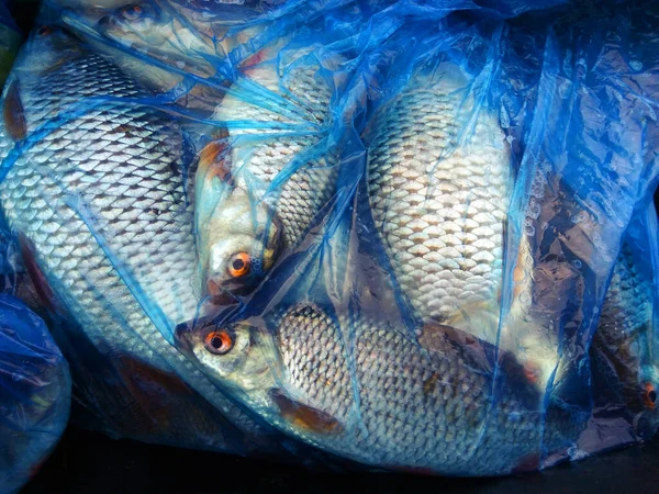 夏の釣り 捕れた魚はビニール袋に入っている — ストック写真