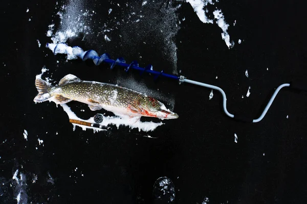 捕食者の冬の釣り 漁師が釣った大きなパイクが氷の上にある スペースのコピー — ストック写真
