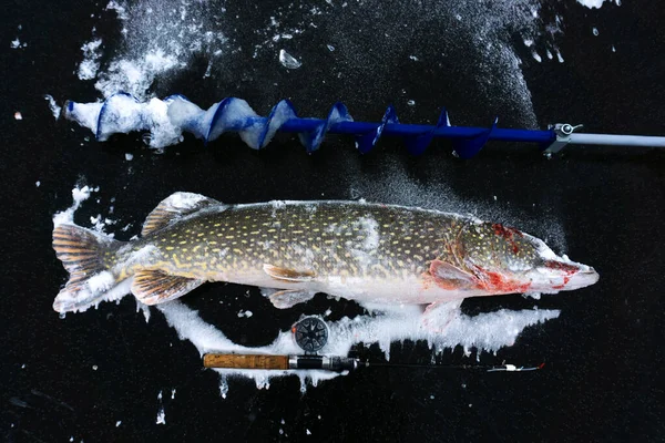 冬の釣り 漁師が釣ったパイクは 釣竿やアイススクリューとともに黒い氷の上に横たわる 上からの眺め — ストック写真