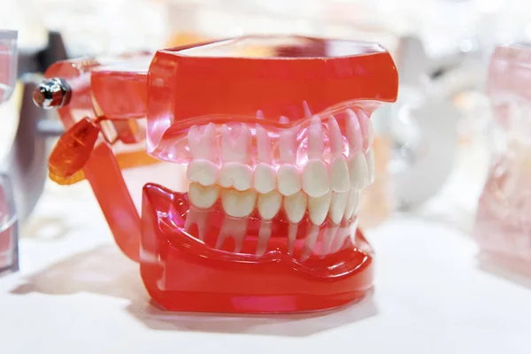 Symulator Plastyczny Zębami Badania Ludzkiej Anatomii Sprzęt Dla Dentysty Studenckiego — Zdjęcie stockowe