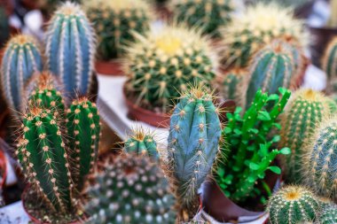 Farklı türde kaktüsler. Dükkanda egzotik bitkiler ticareti. Yakın plan.