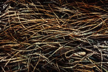 Güneşli bir günde buz kristallerinin içindeki kuru çimenler. İlk buzlar sonbahar mevsiminde oluşur. Çerçevenin düzlüğü. Tasarımcı için şablon