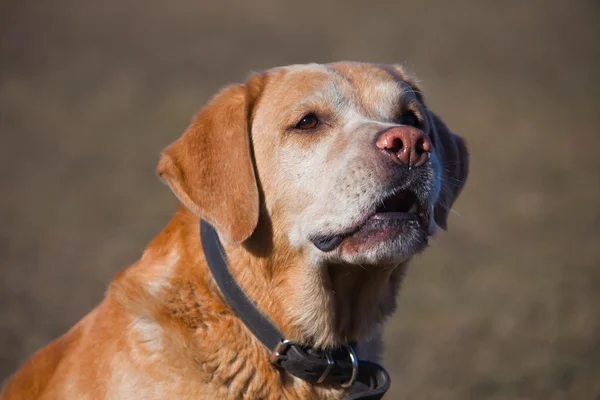 Labrador fawn färg skäller och morrar — Stockfoto