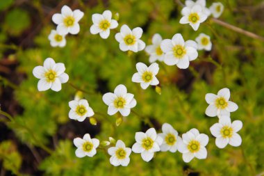 Saxifraga sezyum veya setlista (Saxifraga caesia)
