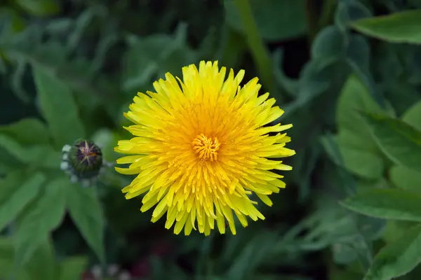 Flower dandelion on background green grass — Stock Photo, Image