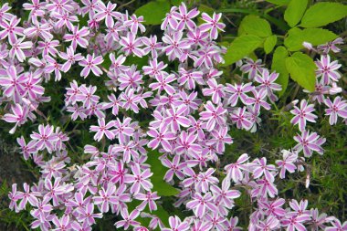Sürünen Phlox pembe çiçek.