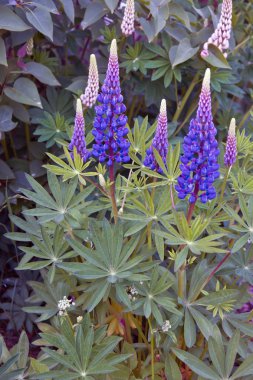 Bush lupine çok yıllık çiçeklenme.