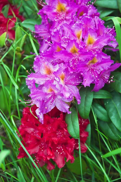 진달래 정원의 핑크 꽃. — 스톡 사진