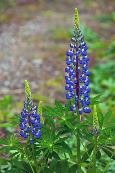 Bush lupine çok yıllık çiçeklenme. — Stok fotoğraf