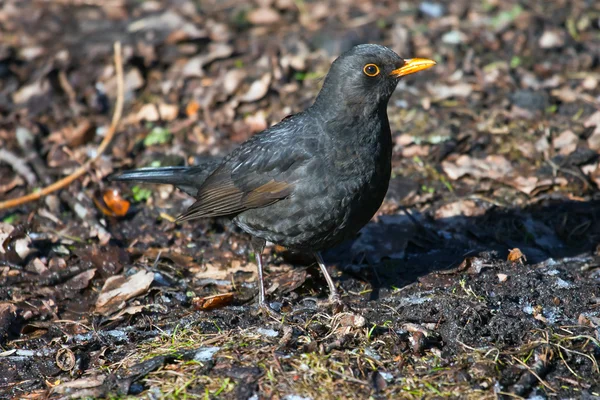 Merel zittend op de grond in het Park — Stockfoto