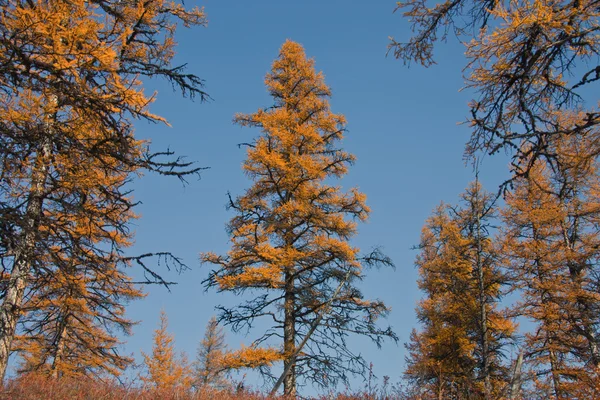 北针叶林中的西伯利亚落叶松 — 图库照片