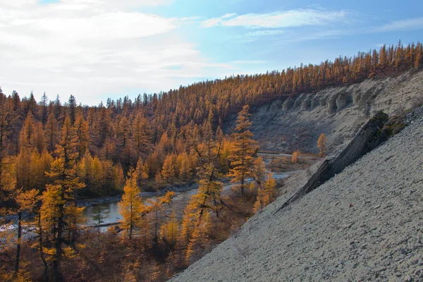 西伯利亚落叶松在秋天在北部 — 图库照片