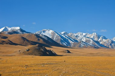 Tien Shan dağ ve bozkır otlaklarda