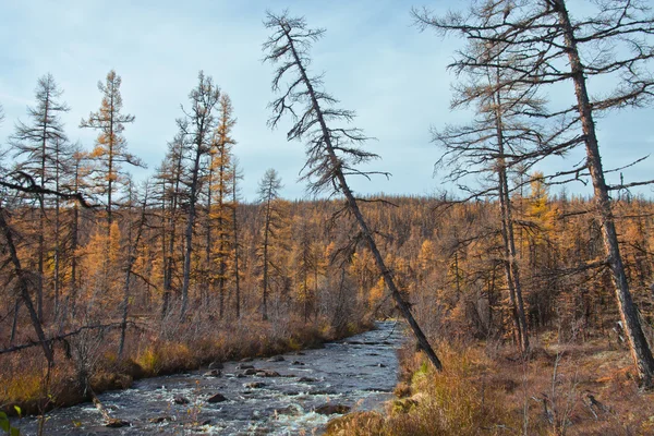 在秋天流西伯利亚针叶林地带 — 图库照片