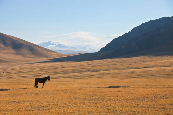 Cheval solitaire sur fond de montagnes et de pâturages — Photo